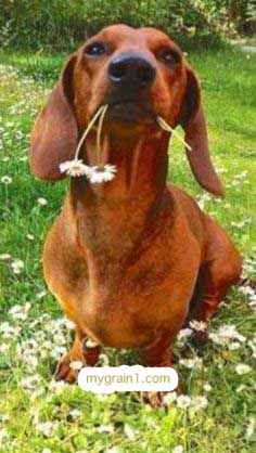 おしゃれなオーダーメイドの犬の革首輪