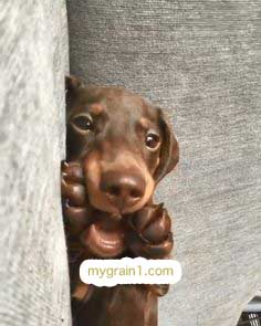 おしゃれなオーダーメイドの犬の革首輪