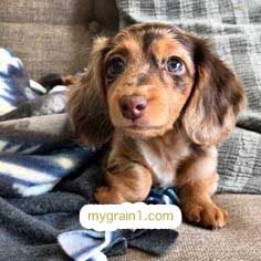 おしゃれなオーダーメイドの犬の革首輪