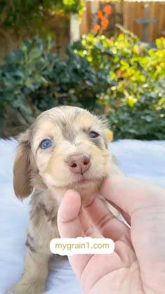 おしゃれなオーダーメイドの犬の革首輪