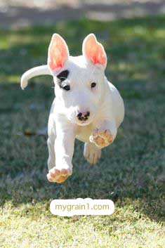 おしゃれなオーダーメイドの犬の革首輪