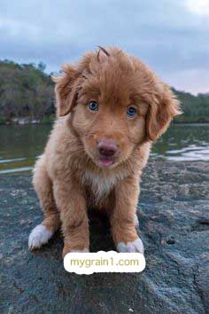 おしゃれなオーダーメイドの犬の革首輪