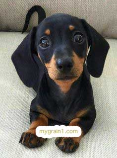 おしゃれなオーダーメイドの犬の革首輪