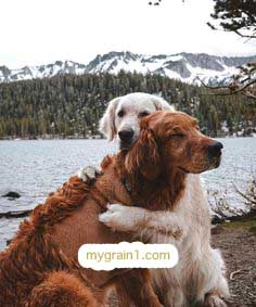 おしゃれなオーダーメイドの犬の革首輪