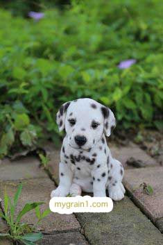 おしゃれなオーダーメイドの犬の革首輪