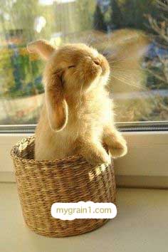 おしゃれなオーダーメイドの犬の革首輪