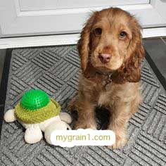 おしゃれなオーダーメイドの犬の革首輪