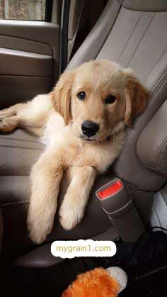 おしゃれなオーダーメイドの犬の革首輪