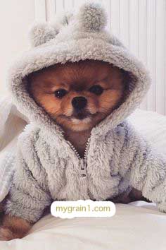 おしゃれなオーダーメイドの犬の革首輪