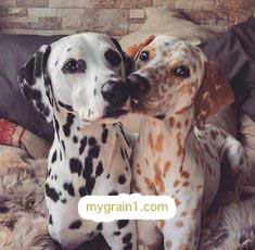 おしゃれなオーダーメイドの犬の革首輪